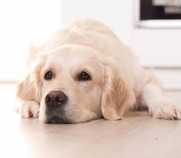   bāls zelta retrīvera suns, kas guļ uz grīdas