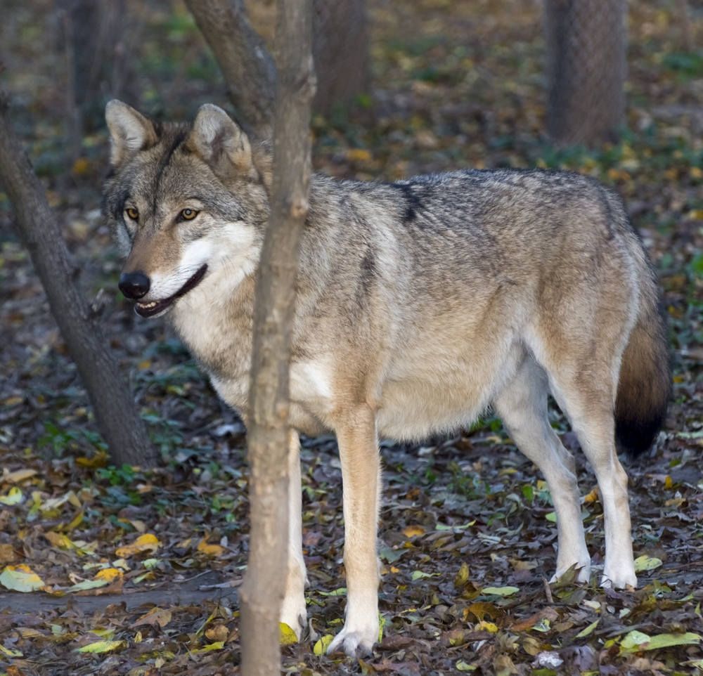Европейски сив вълк (Canis lupus) в гора