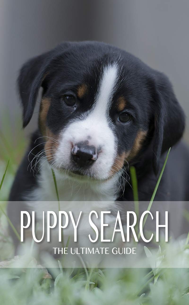 Puppy Search - Hayallerinizdeki Yavru Köpek İçin Adım Adım Kılavuz