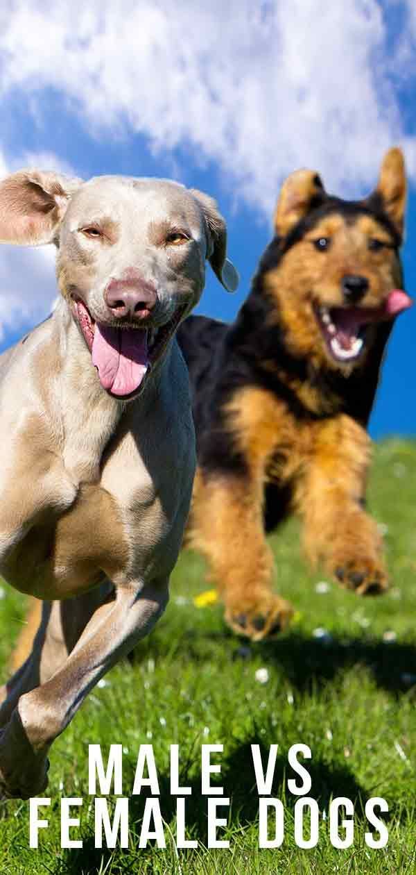 Home contra gossos femenins: hauria de triar un gos noi o un gos femení?