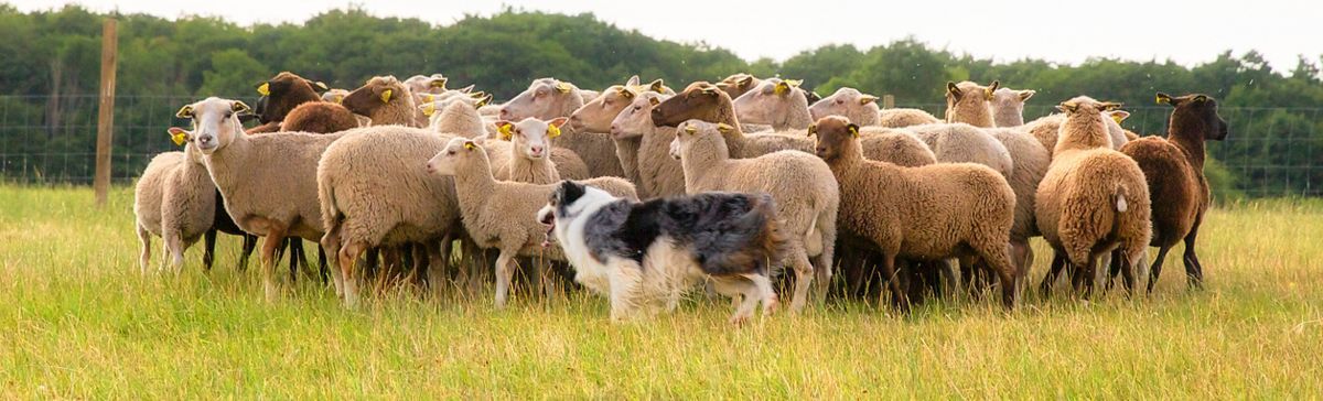 Чистокръвен бордер коли пасе стадо овце през летен ден.