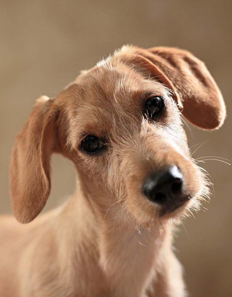 Įspūdingai gražus mišrios veislės šuniukas - bet ar jis sveikesnis už grynaveislį šuniuką?