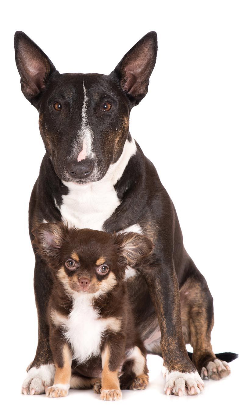 Yra ryšys tarp šuns dydžio ir ilgaamžiškumo. Sužinokite daugiau apsilankę thehappypuppysite.com