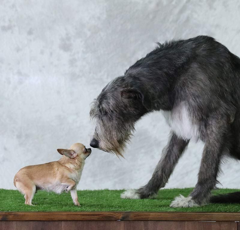 גלה מידע נוסף על האופן שבו גודל הכלב מקושר לבריאות באתר thehappypuppysite.com