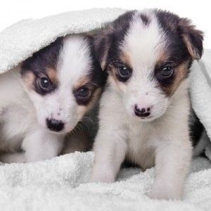 постеля от две кученца метис в одеяло. животни, изолирани на бял фон