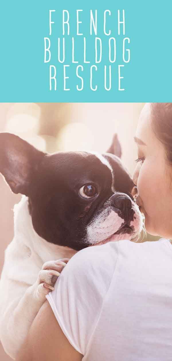 French Bulldog Rescue - Hjälper dig att hitta din perfekta Frenchie