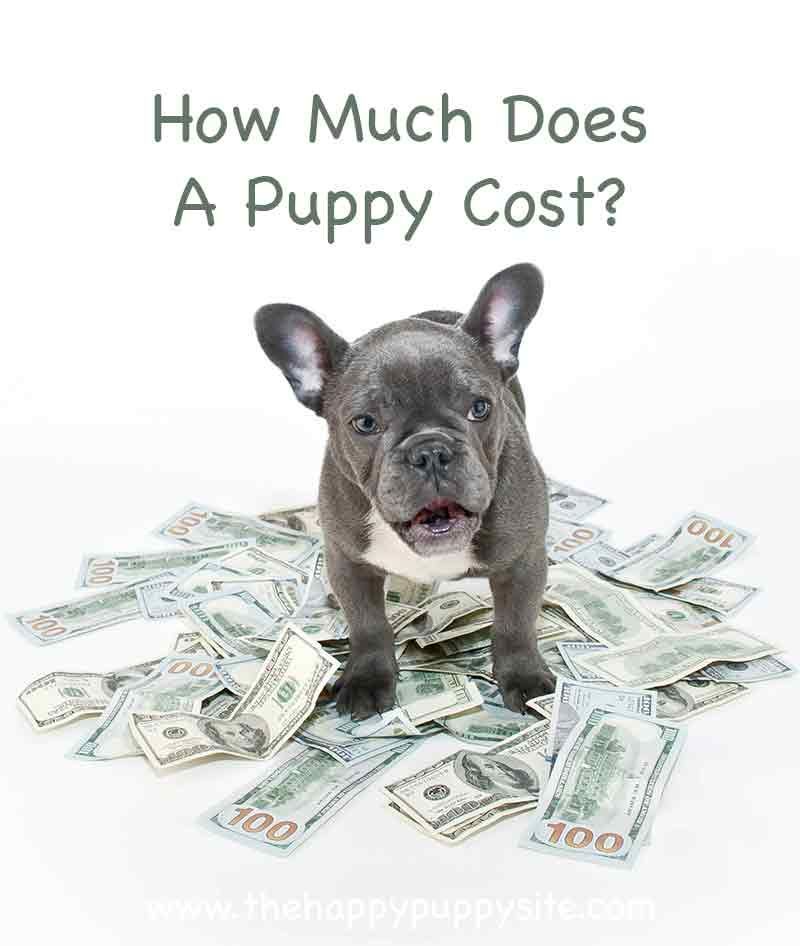 Hoeveel kosten puppy