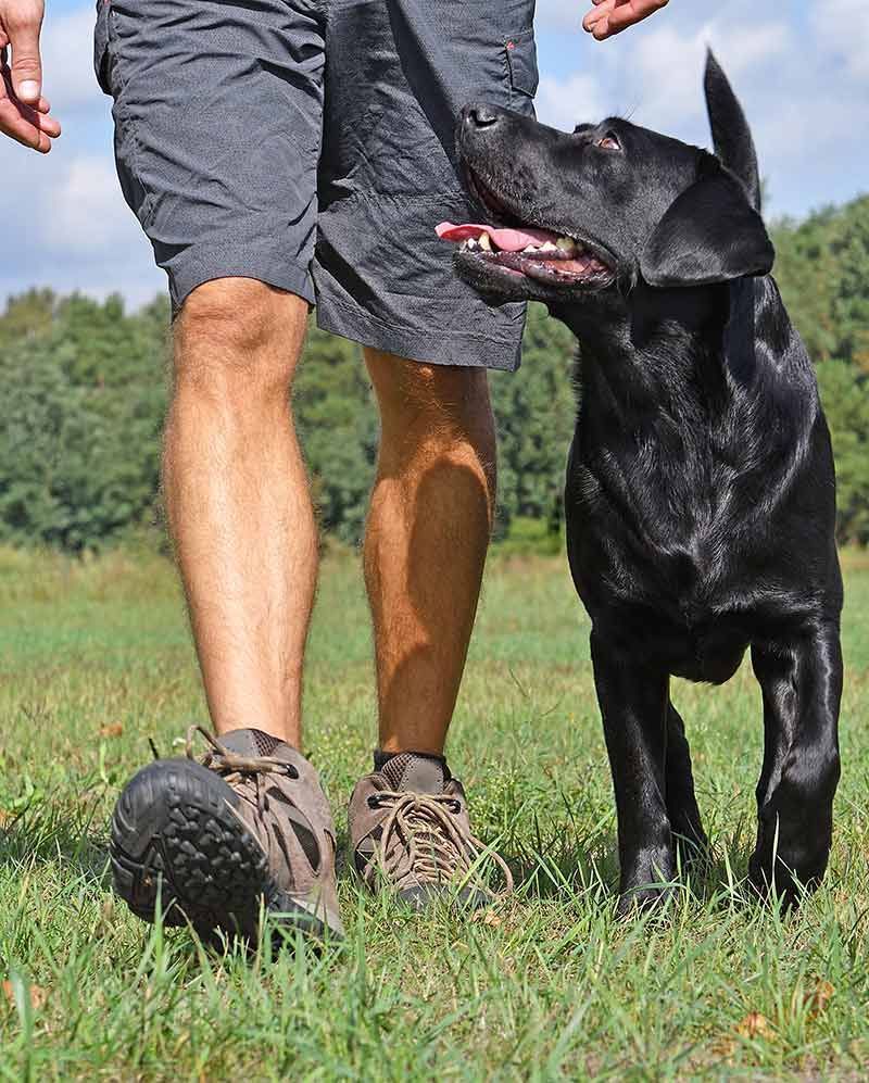La preuve de la formation de renforcement positif chez les chiens