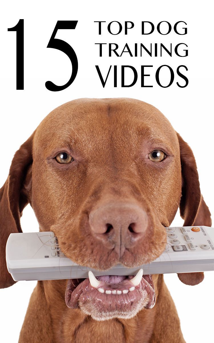 15のトップ犬のトレーニングビデオ