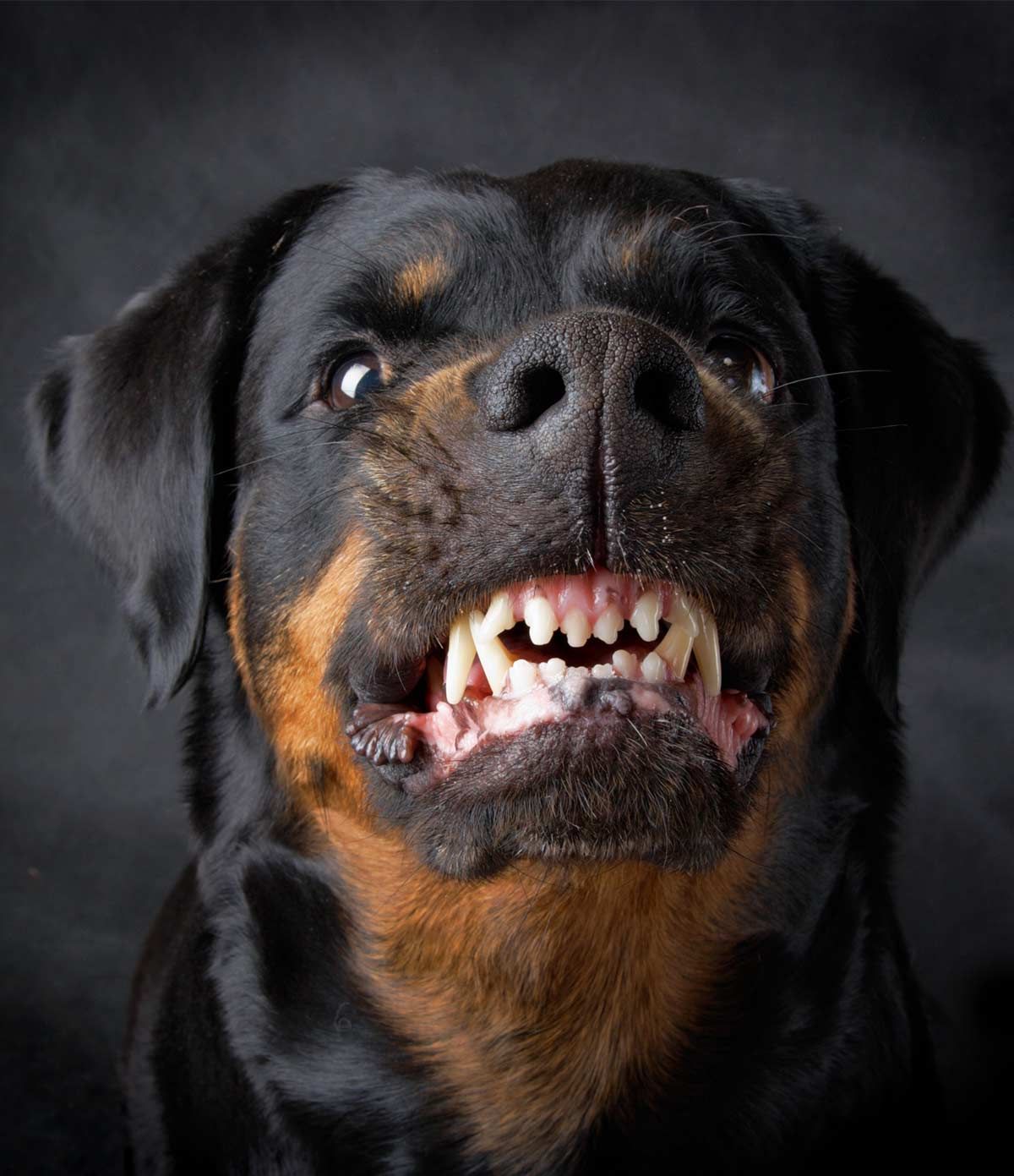 Maisto agresija šunims: priežastys ir gydymas