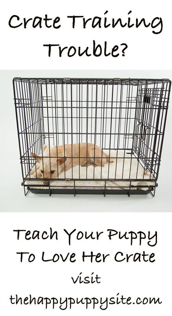 Crate Training A Puppy - Paras asiantuntijaopas