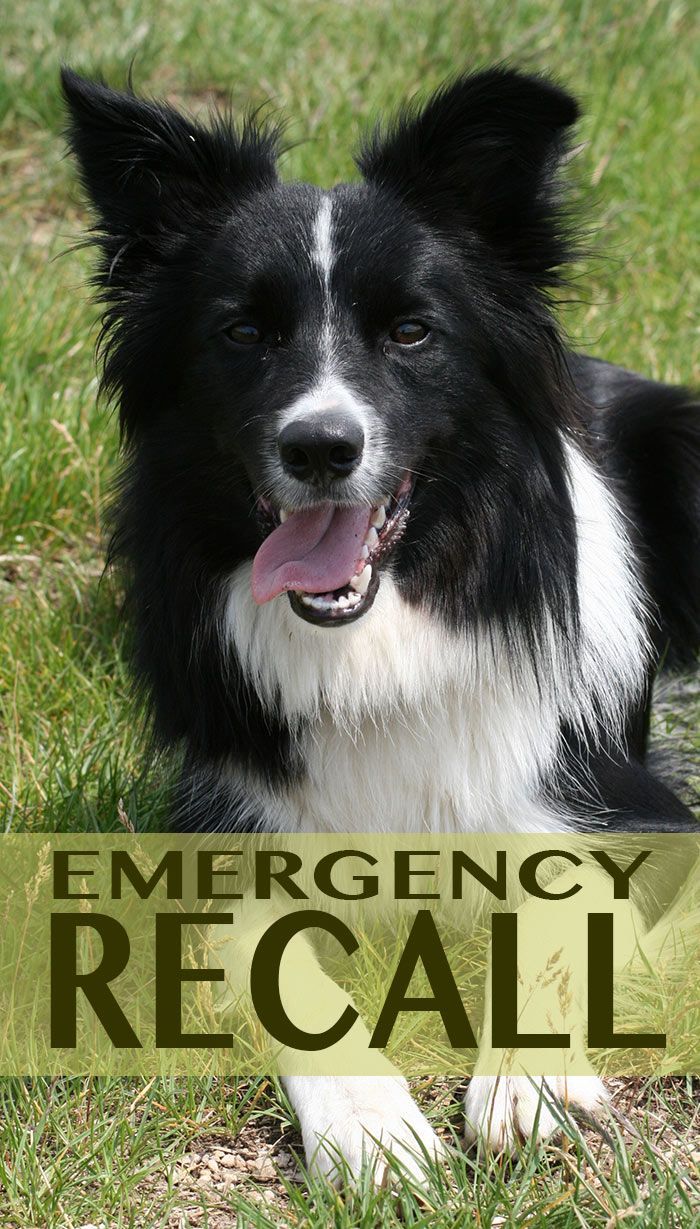 Apprenez à votre chien le rappel d'urgence