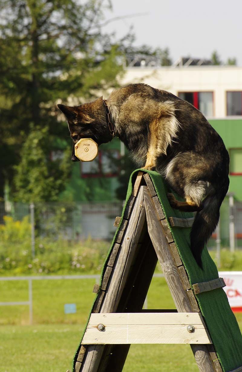 Com entrenar un gos per saltar, amb consells i consells de seguretat