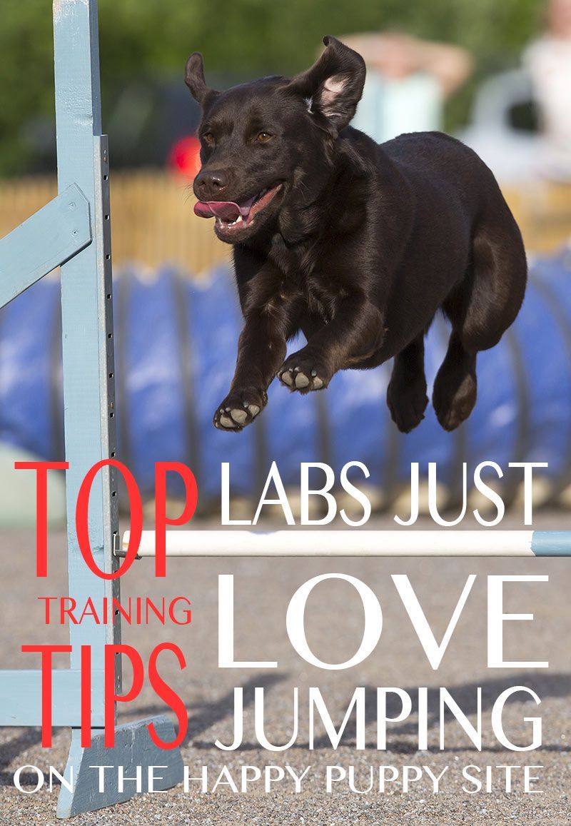 Els salts d’obediència dels gossos i l’entrenament del salt d’agilitat dels gossos són molt divertits