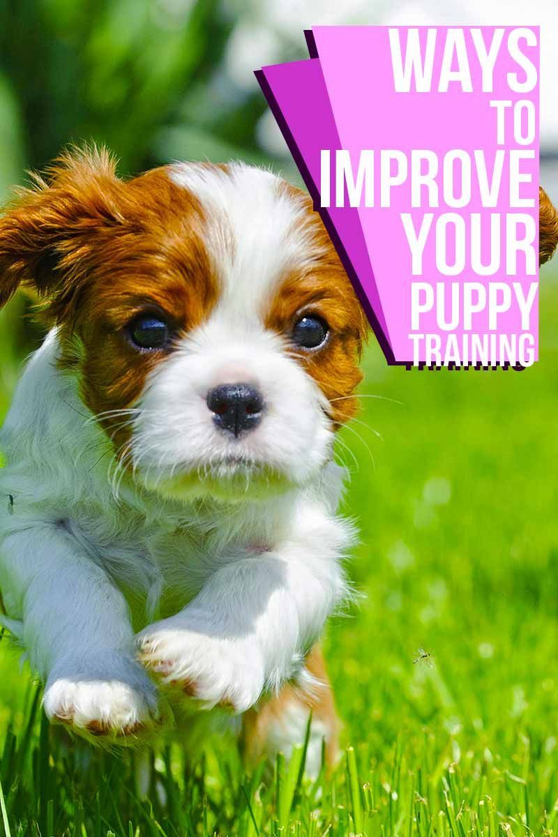 Möglichkeiten zur Verbesserung Ihres Welpentrainings - Hilfreiche Trainingstipps von The Happy Puppy Site.