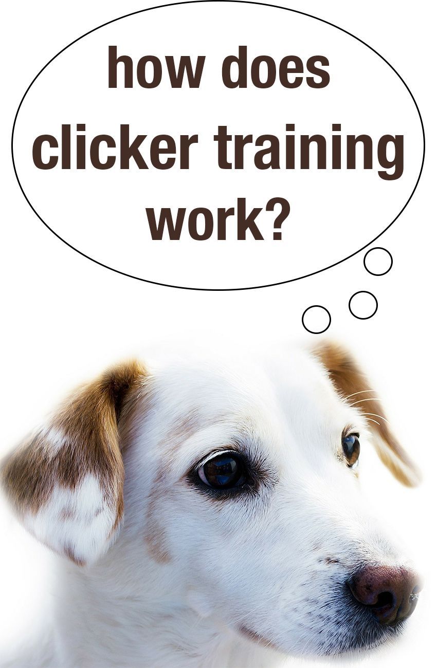 Selvitä, miten napsautinharjoittelu toimii ja miten se voi auttaa kouluttamaan koirasi