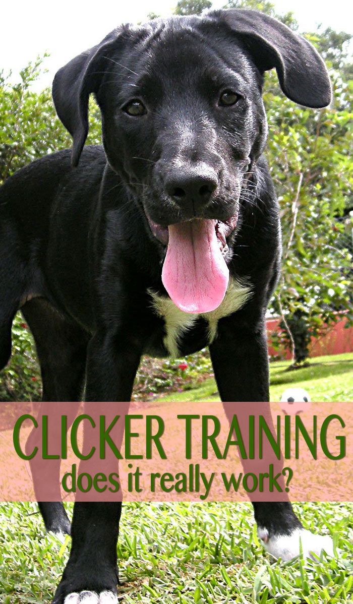 Com funciona la formació de clicker? Investiguem i analitzem amb detall aquesta popular eina per entrenar gossos
