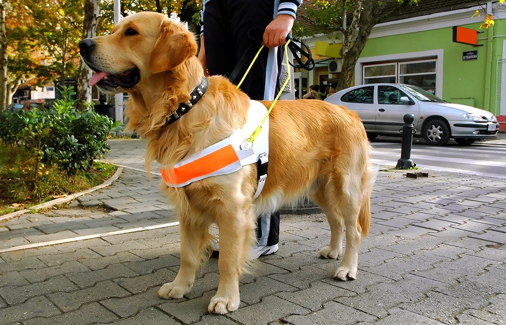 treinamento-cão-serviço de reforço positivo