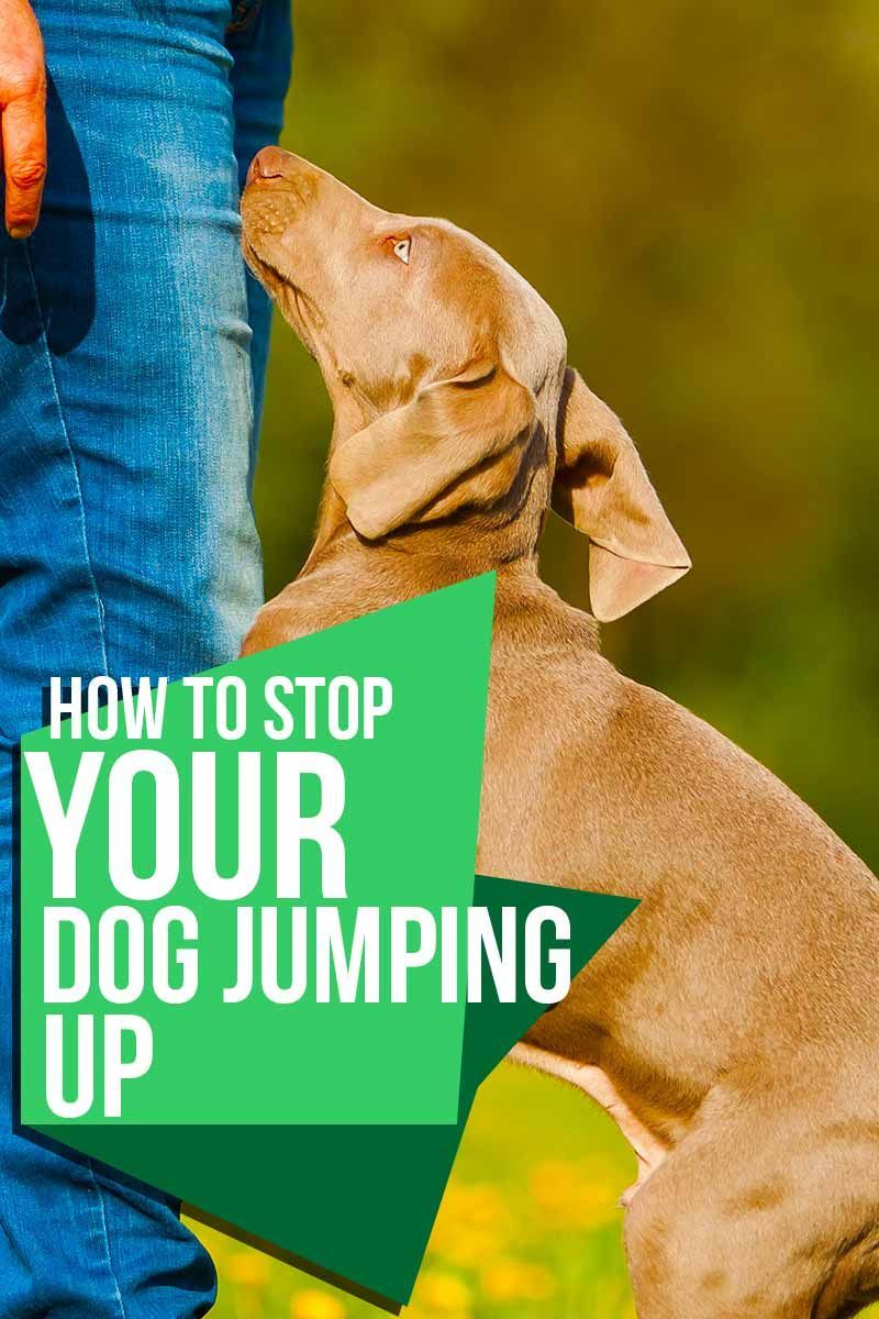 Как да спрете кучето си да подскача - Съвети за обучение от сайта The Happy Puppy.