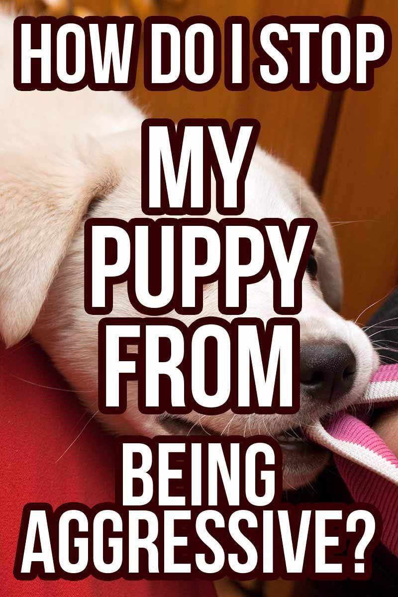 Kaip sustabdyti šuniuko agresyvumą? Naudingi „Happy Puppy Site“ mokymo patarimai.
