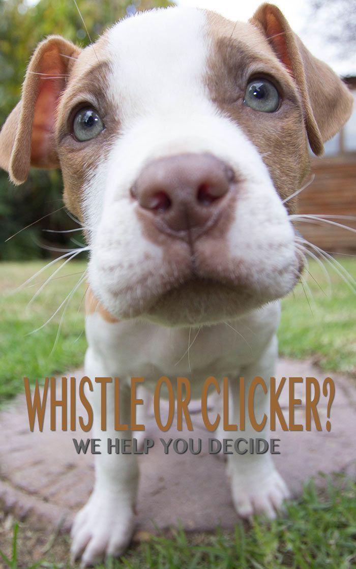 Est-il préférable de dresser votre chien avec un sifflet ou un clicker? Pouvez-vous utiliser les deux? Découvrez ici!