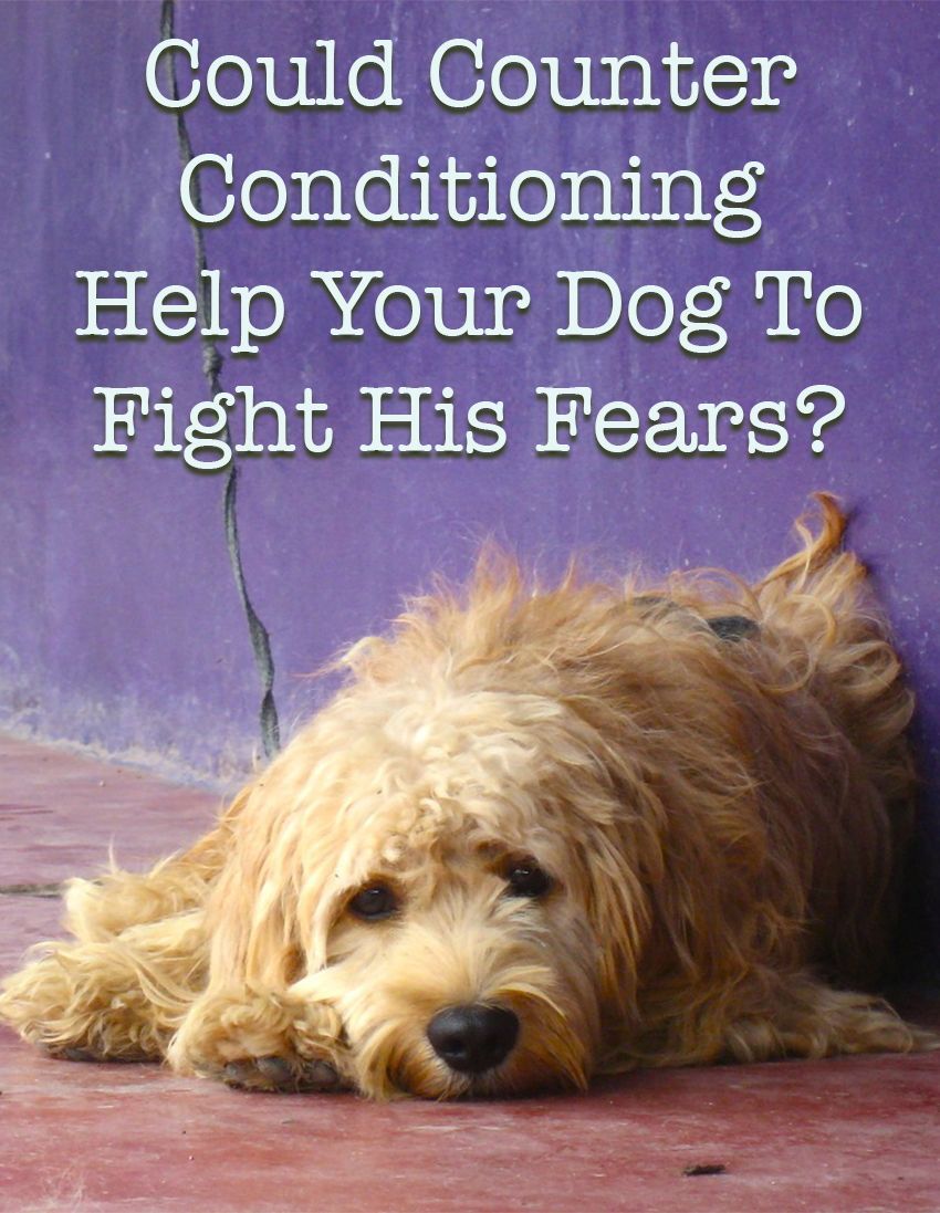 کتے کی تربیت میں انسداد کنڈیشنگ کیا ہے ، اور اپنے کتے کو اپنے خوف سے لڑنے میں کس طرح اس کا استعمال کریں