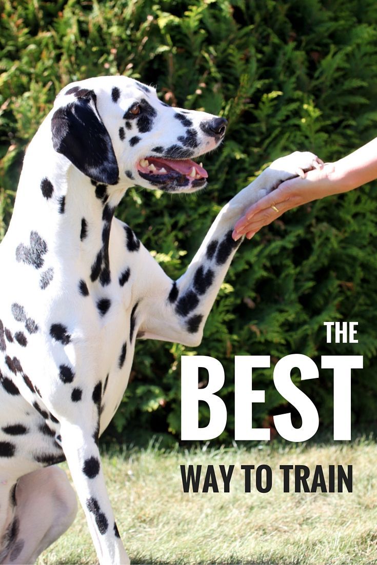 Как да изберем най-добрия метод за обучение на кучета за вашето куче или кученце.