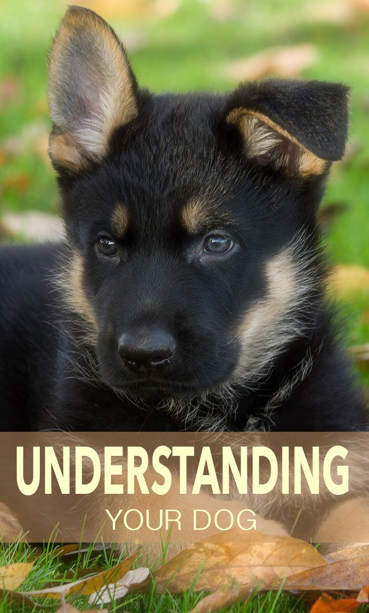 Razumevanje vašega psa - Pippa Mattinson vam pomaga pri treningu