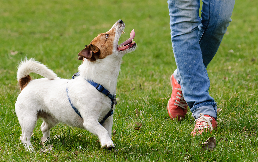 トレーニングのためにあなたの犬を遠ざける–子犬学校の長所と短所