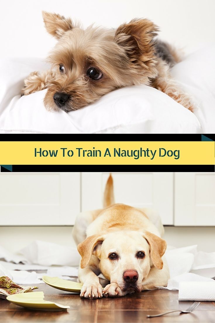 Hoe een stoute hond te trainen: 3 regels om u te helpen