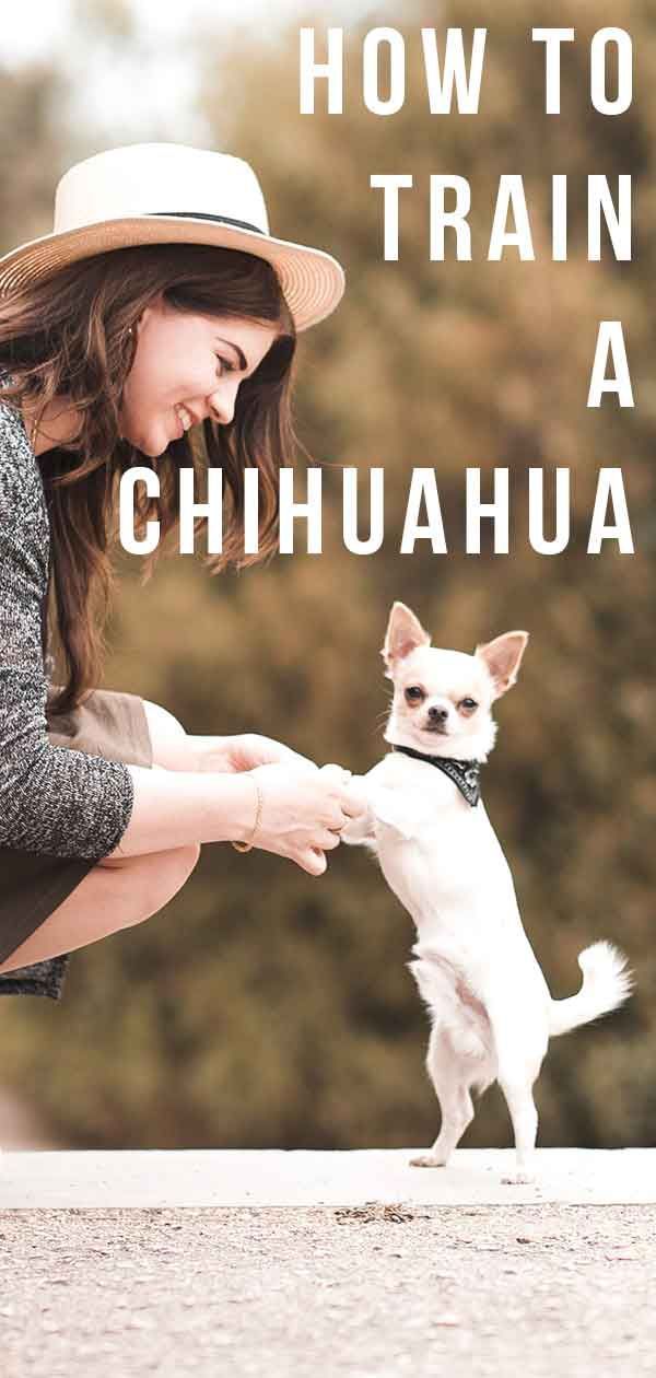 כיצד לאמן צ'יוואווה - מדריך ההדרכה שלך לצ'יוואווה