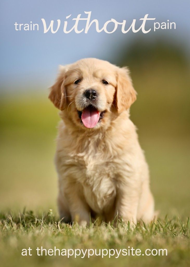 тренирайте без болка щастливо обучение на кучета