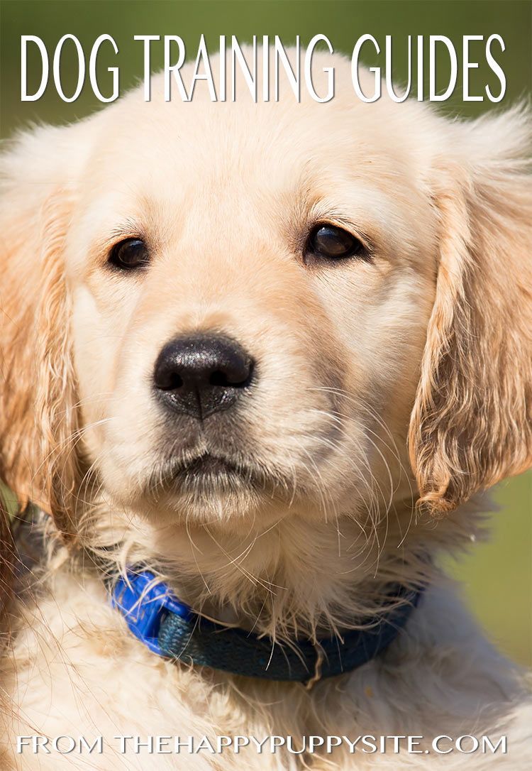 Een verzameling gratis hondentrainingsgidsen van de bestsellerauteur Pippa Mattinson, inclusief duidelijke en gedetailleerde hondentrainingslessen en oefeningen.