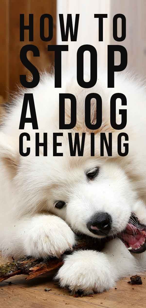 как да се спре куче да дъвче