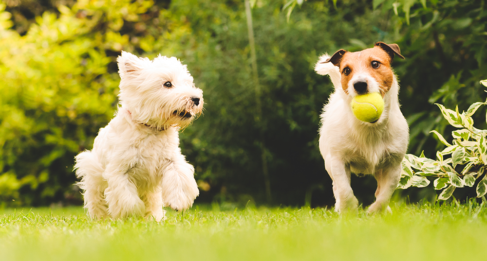 7 Cara untuk Meningkatkan Perilaku Anjing Anda dalam Seminggu
