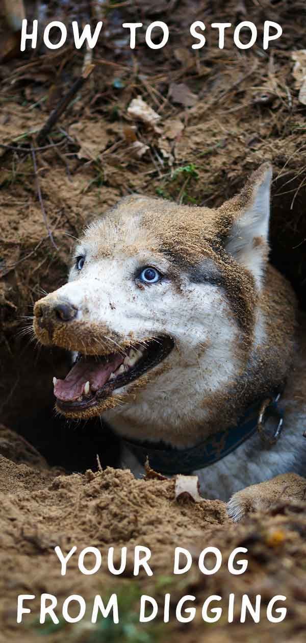 comment empêcher un chien de creuser