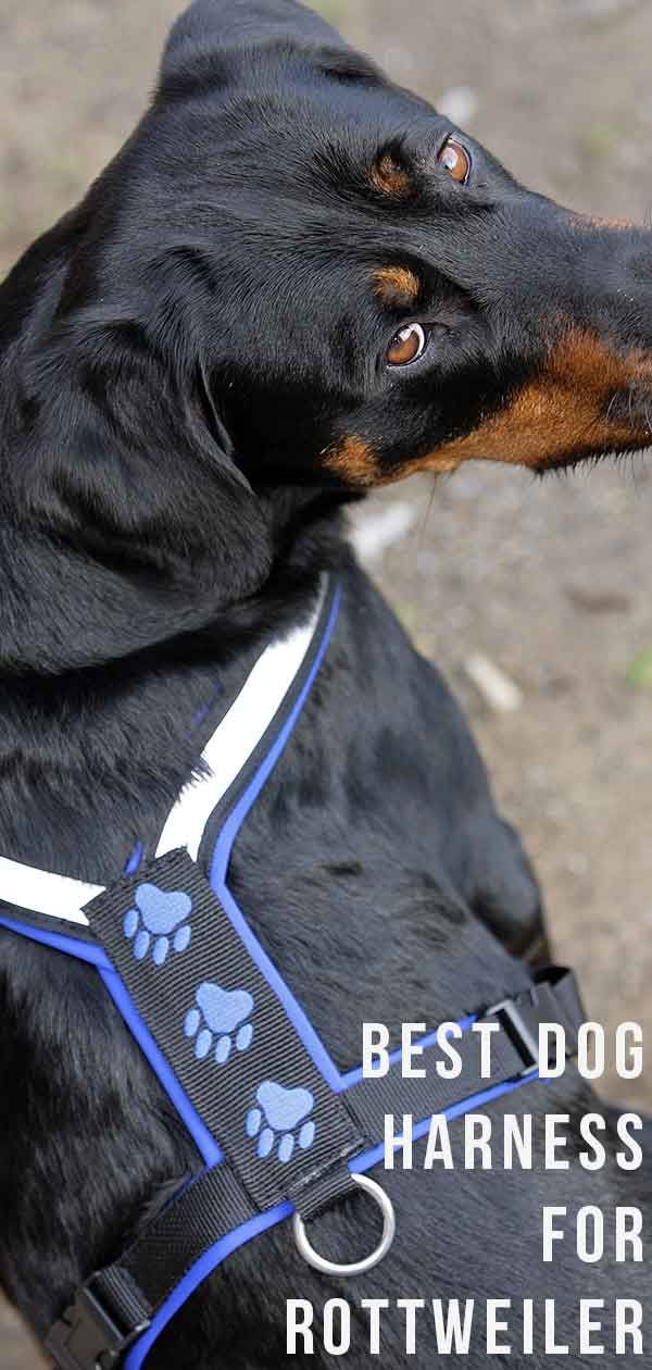 La migliore pettorina per cani Rottweiler: quale scegliere e perché