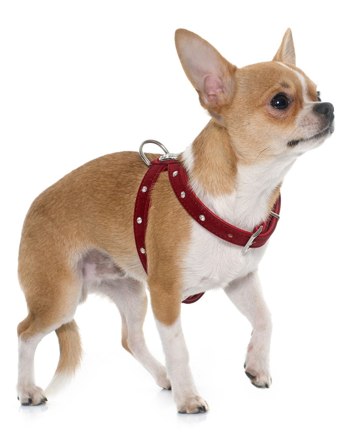 Paras Chihuahua-valjaat pienen poohesi kävelemiseen