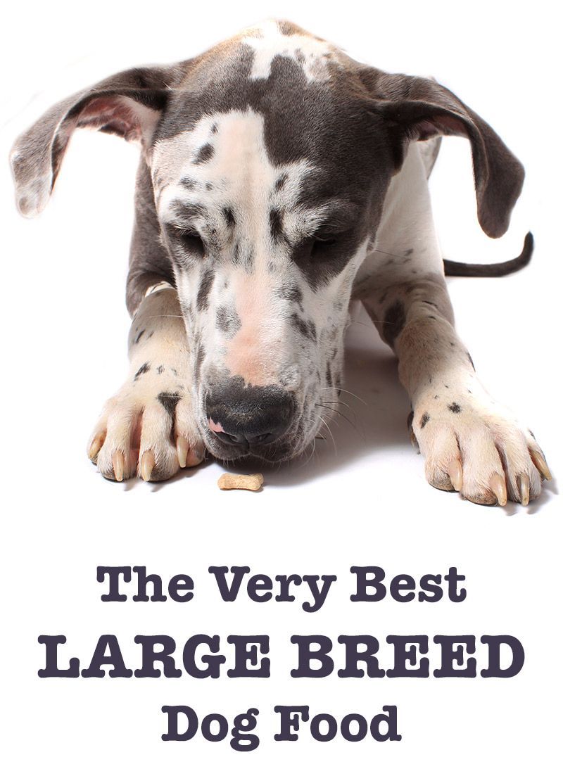 המזון הטוב ביותר לכלבים מגזעים גדולים - מגורים ועד גיל הזהב