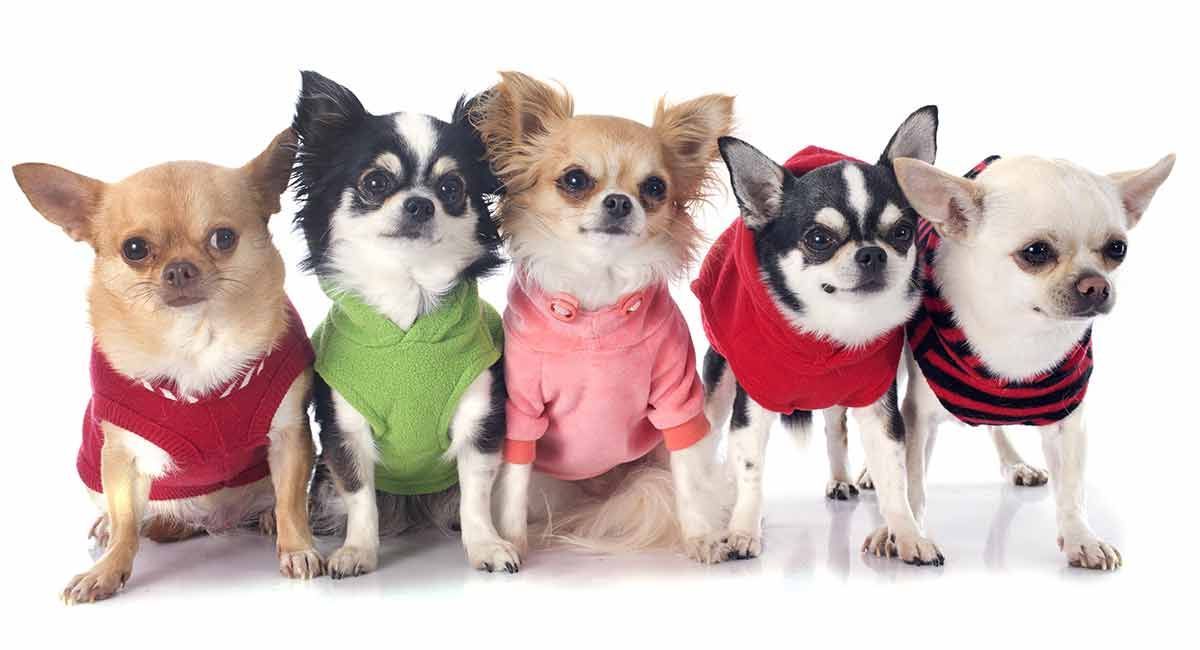 Chihuahua-kläder - De bästa rockarna och kläderna för Chihuahua-hundar