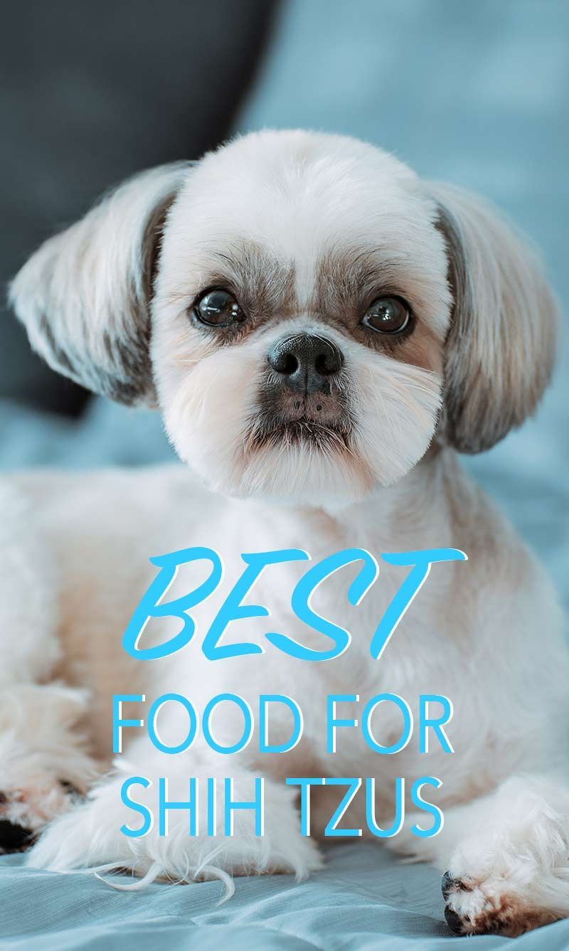 el millor menjar per a gossos i cadells de shih tzu