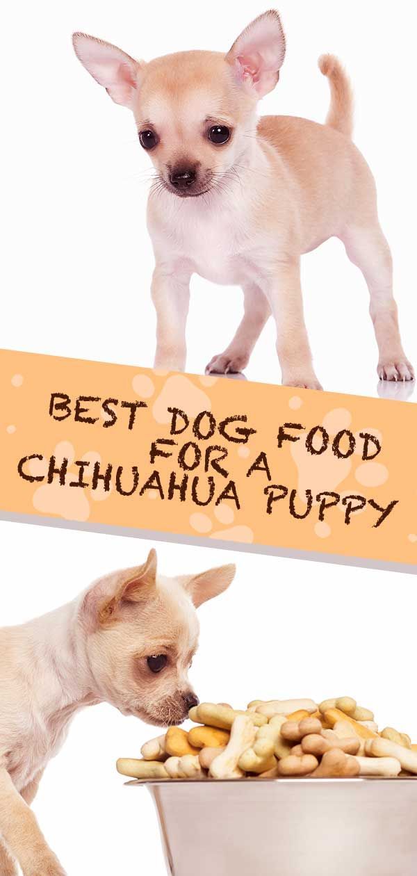 Beste voer voor Chihuahua-puppy - tips en beoordelingen om u te helpen bij het kiezen