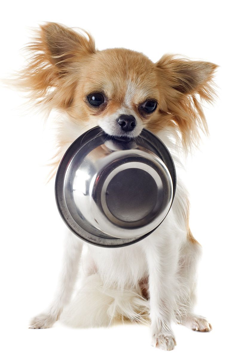 millor menjar per a gossos per a cadell Chihuahua