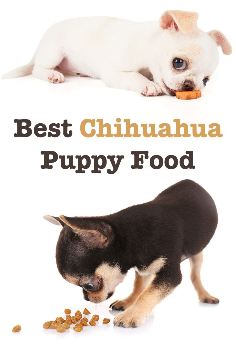 beste hondenvoer voor Chihuahua-puppy