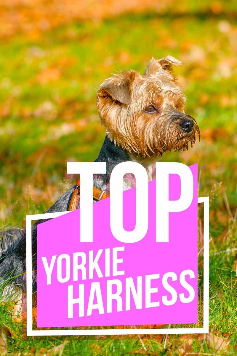 Top Yorkie Harness - Revues de produits du site The Happy Puppy.