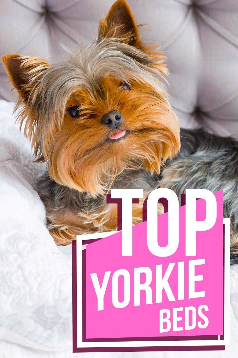 Top Yorkie Betten - Produktbewertungen von The Happy Puppy Site.