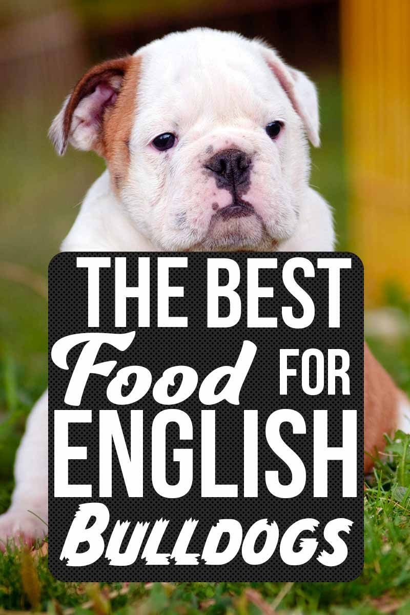 Het beste voer voor Engelse buldoggen - Gezondheids- en zorgadvies voor honden van TheHappyPuppySite.com