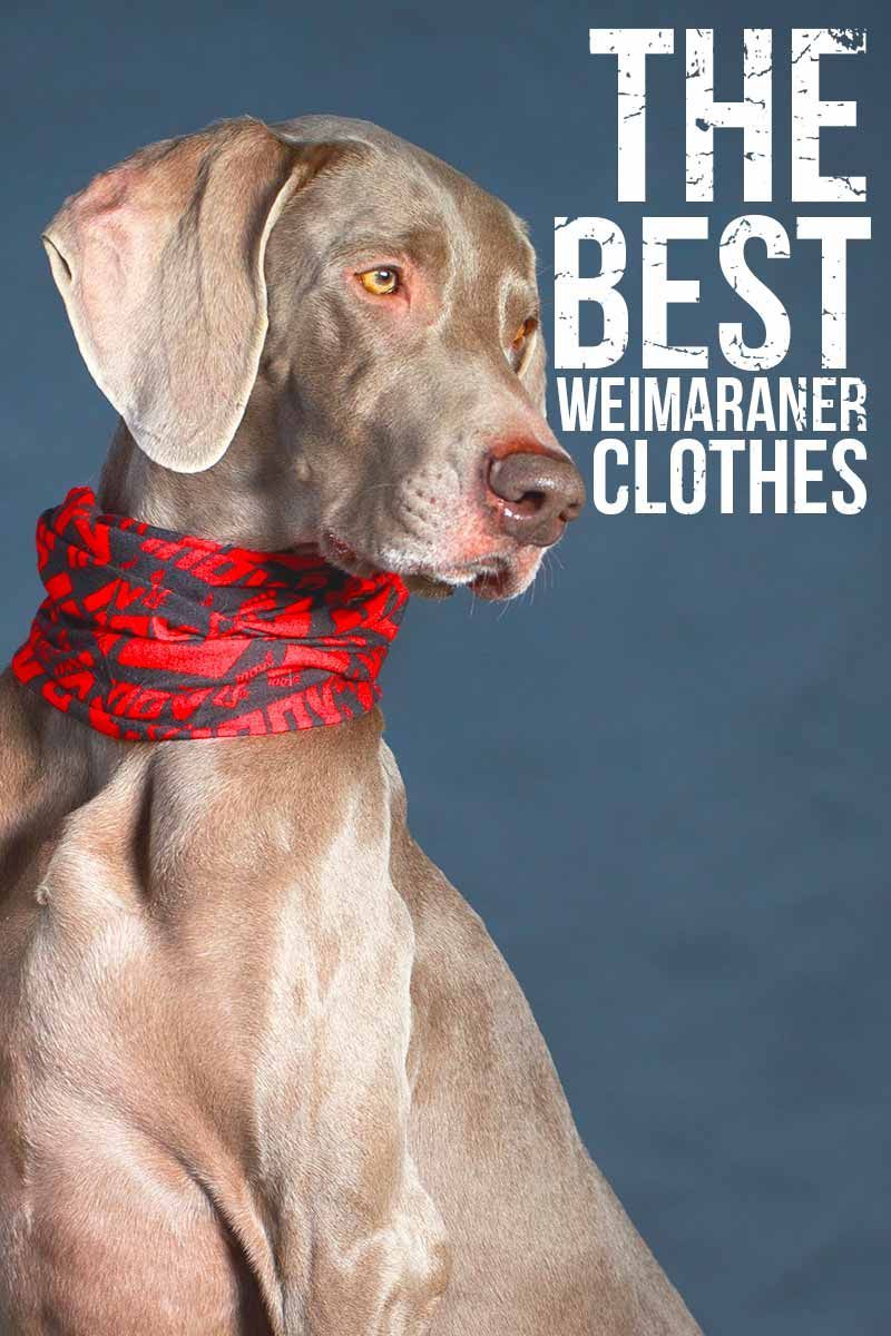 เสื้อผ้า Weimaraner ที่ดีที่สุด - บทวิจารณ์แฟชั่นสุนัขจาก TheHappyPuppySite.com