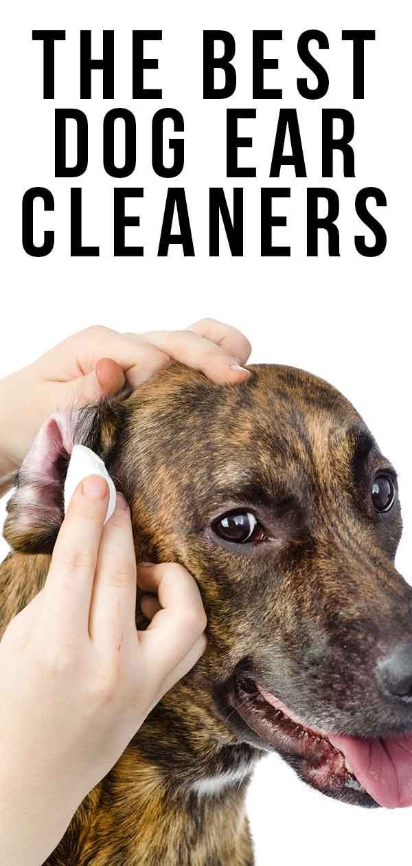 最高の犬の耳クリーナー–あなたがあなたの犬に最適なものを見つけるのを助けます