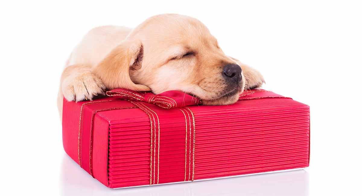 Labrador Retriever Geschenke
